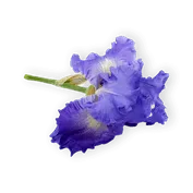 Ingredient_Iris_Flower 1